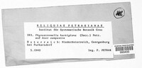 Stigmina hartigiana image